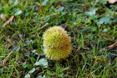 Castanea sativa - kaštanovník jedlý - plod zavřený